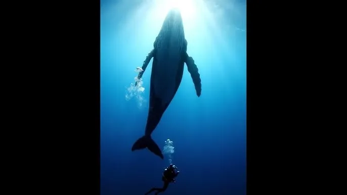 开棺在线观看完整版2022 - 深蓝星球：探索海洋深处的未知世界